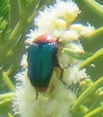 Leucocelis amethystina