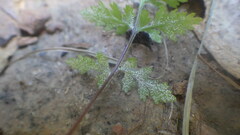 Pityrogramma calomelanos