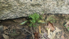 Pityrogramma calomelanos