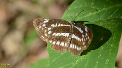 Neptis pryeri