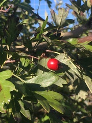 Crataegus laevigata