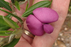 Podalyria buxifolia