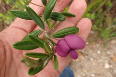 Podalyria buxifolia
