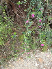 Podalyria buxifolia