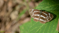 Neptis pryeri