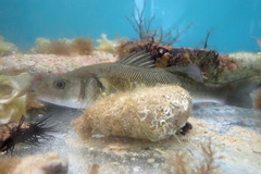 Dicentrarchus labrax