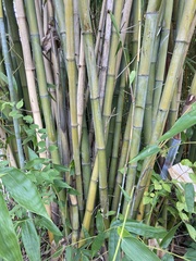 Phyllostachys bambusoides