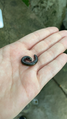 Anadenobolus monilicornis