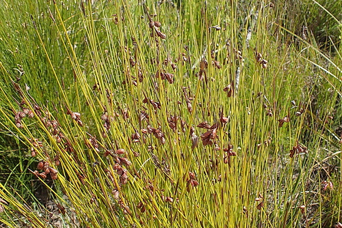 Image of Staberoha cernua by no rights reserved