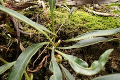 Elaphoglossum