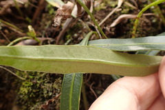 Elaphoglossum