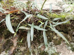 Elaphoglossum
