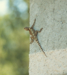 Laudakia vulgaris