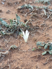 Colchicum filifolium