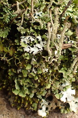Cladonia ochrochlora