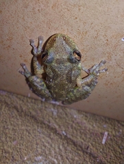 Scinax x-signatus