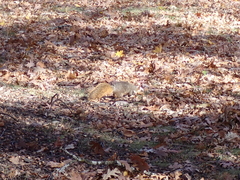 Sciurus niger