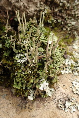 Cladonia ochrochlora