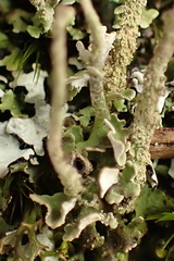 Cladonia ochrochlora