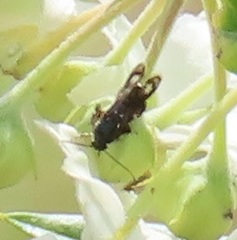 Scythrididae