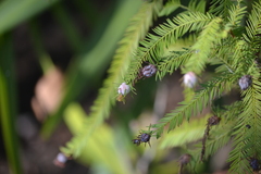 Taxodiomyia cupressiananassa