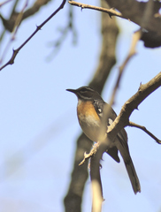 Cercotrichas quadrivirgata