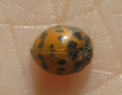 Subcoccinella vigintiquatuorpunctata
