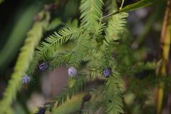 Taxodiomyia cupressiananassa