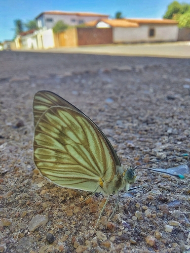 Great Southern White