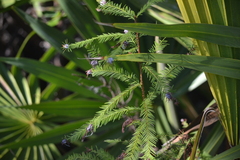 Taxodiomyia cupressiananassa