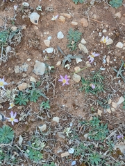 Colchicum filifolium
