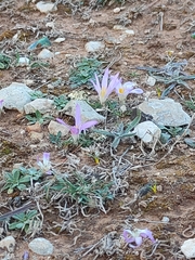 Colchicum filifolium