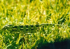 Chamaeleo chamaeleon