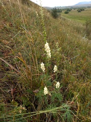 Aconitum barbatum