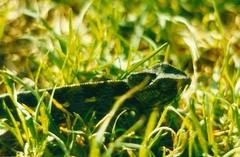 Chamaeleo chamaeleon