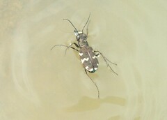 Cicindela hybrida