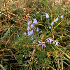Adenophora stenanthina