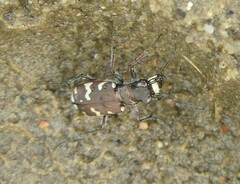 Cicindela hybrida