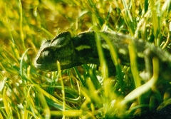 Chamaeleo chamaeleon
