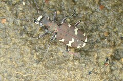Cicindela hybrida