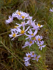 Galatella dahurica