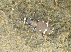 Cicindela hybrida