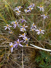 Galatella angustissima