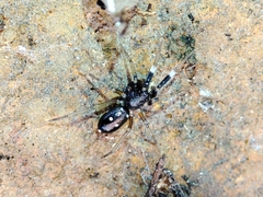 Phrurolinillus lisboensis