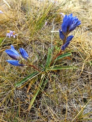 Gentiana decumbens