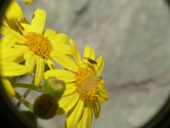 Senecio cachinalensis