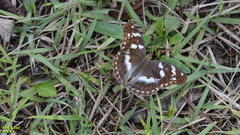 Argynnis sagana