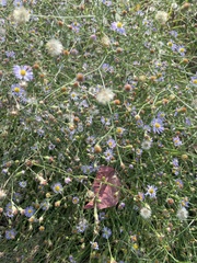 Symphyotrichum divaricatum