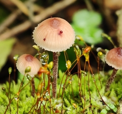 Mycena haematopus