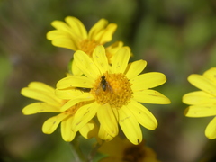 Senecio cachinalensis